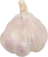 Fresh Garlic Bulb