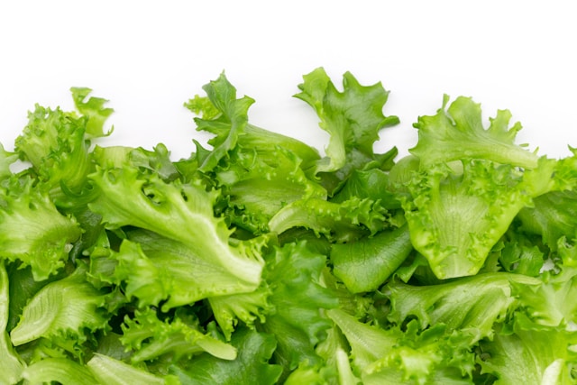 Green Leaf Lettuce