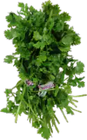 Cilantro