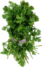 Cilantro