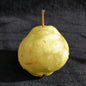 Bartlett Pear
