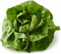 Boston Butter Lettuce