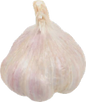 Fresh Garlic Bulb
