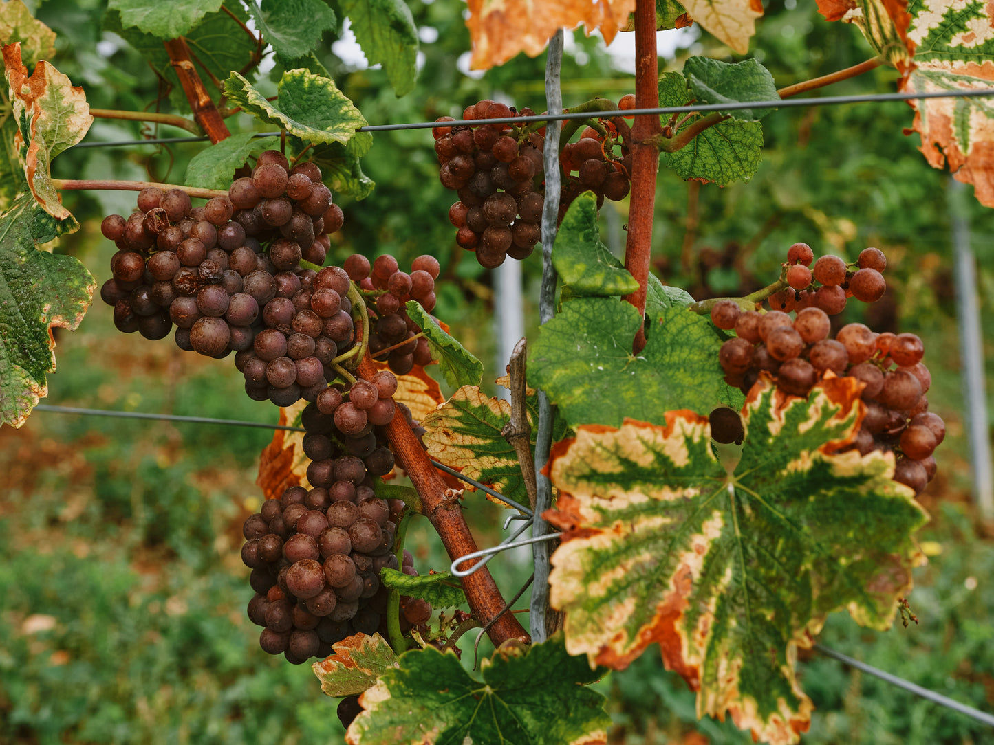 Red Seedless Grapes