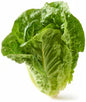 Romaine Lettuce